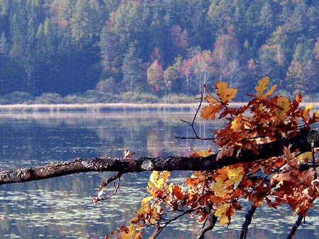 herbst-ast