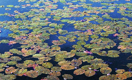 seerosenblaetter1